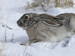 Ушастый символ Левобережного: химчане делятся кадрами встречи с гигантским зайцем