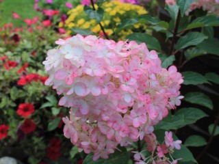 Двойная корневая система у гортензии: новый способ черенкования от агронома из Люберец