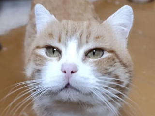 Кот Анри чудом избежал эвтаназии и теперь ищет новых хозяев