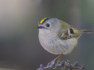 Фотограф в Одинцове запечатлел птиц, которые стали «пушистыми шариками»