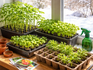 Благоприятные дни для рассады в 2026 году: лунный календарь посева томатов, перцев и цветов