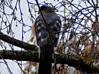 В Люберцах горожане сняли на видео редких ястребов, занесенных в Красную книгу