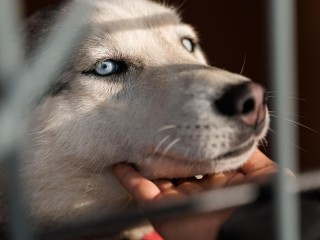 Жителей Подмосковья стали реже пробовать на вкус: как в регионе снижают популяцию безнадзорных собак