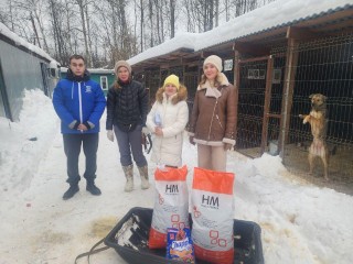 Ногинский приют получил 40 кг корма: как картина с аукциона помогла 500 животным