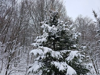 Синоптики прогнозируют скорый приход лютых морозов в Подмосковье