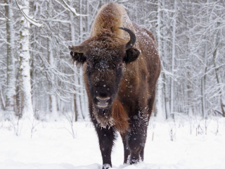 Серпухов встречает «Дневник зубра»: фотовыставка покажет жизнь зубров с первых шагов до взрослой мощи