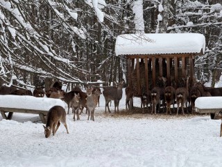 Кабаны и олени в «Лосином острове» ждут добровольцев с лопатами