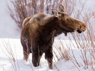 Жители округа заметили на дороге лося