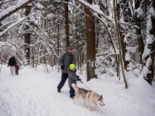 За неправильный выгул питомцев могут оштрафовать на сумму до ₽30 тыс.