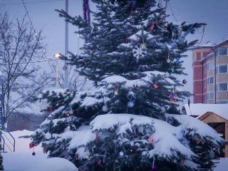 Сдать елку на переработку в Бронницах можно по двум адресам