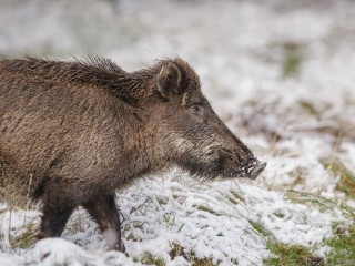 Семейство кабанов продефилировало по обочине дороги неподалеку от Жуковского