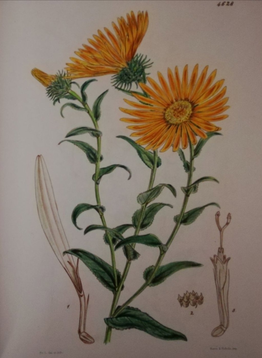 Работа от Irina_coloring_hobby