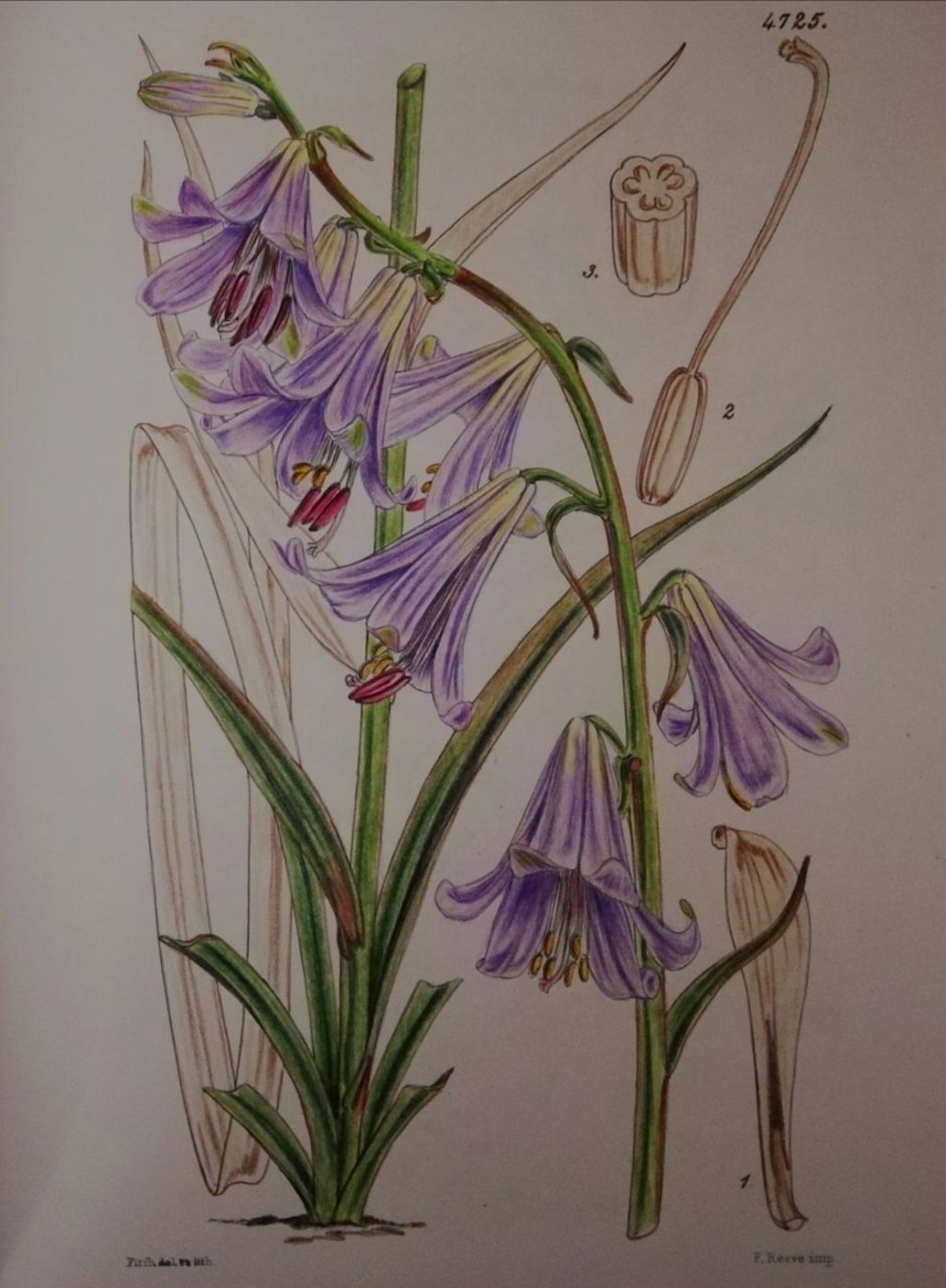 Работа от Irina_coloring_hobby