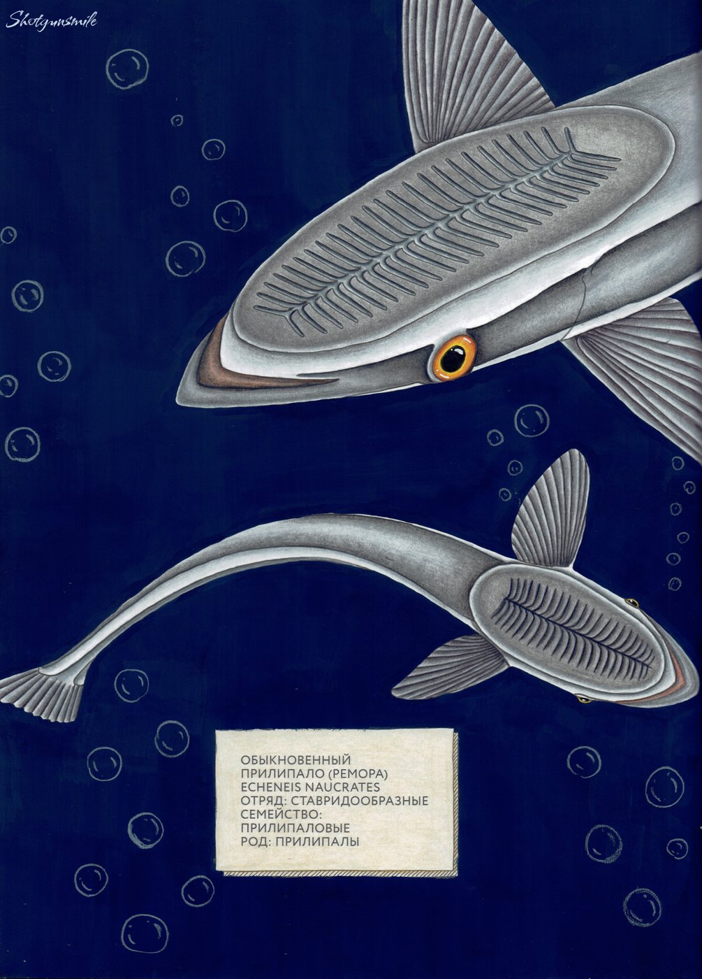 Прилипала от Shotgunsmile