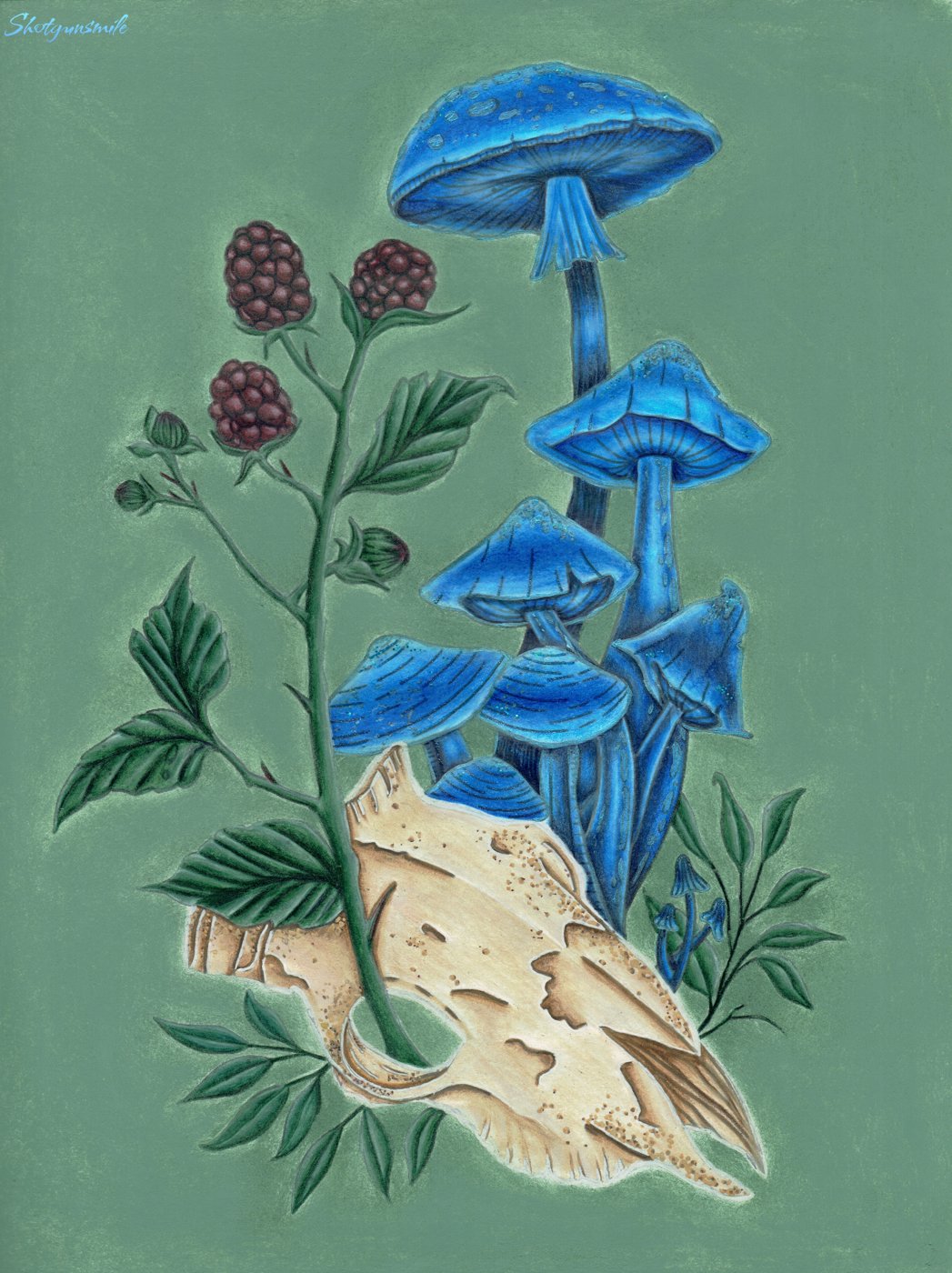 Ежевика от Shotgunsmile