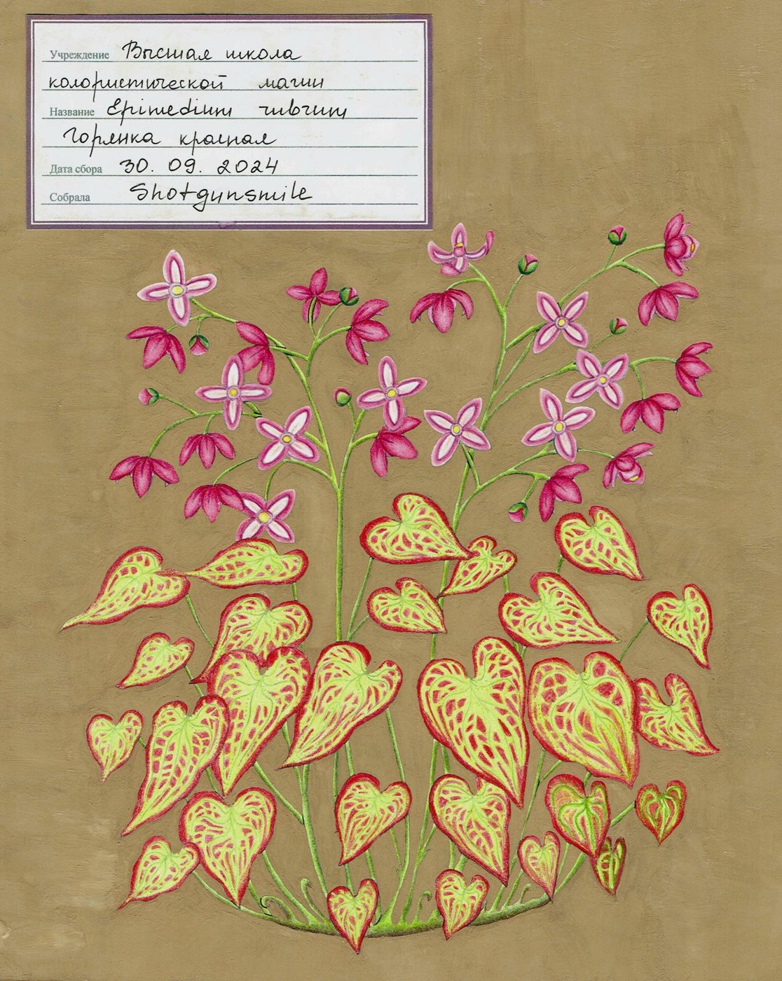 Горянка красная от Shotgunsmile