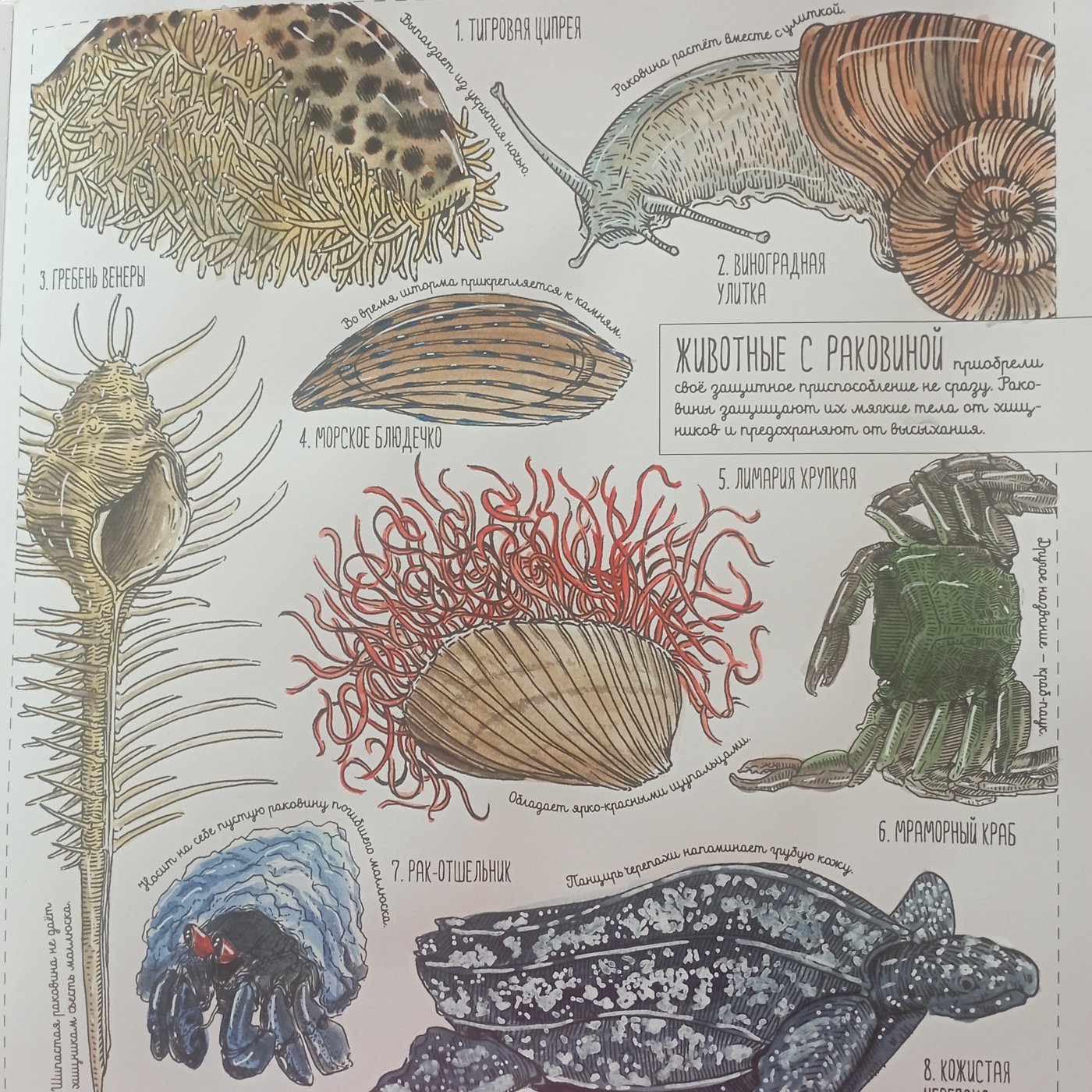 Работа от Nava