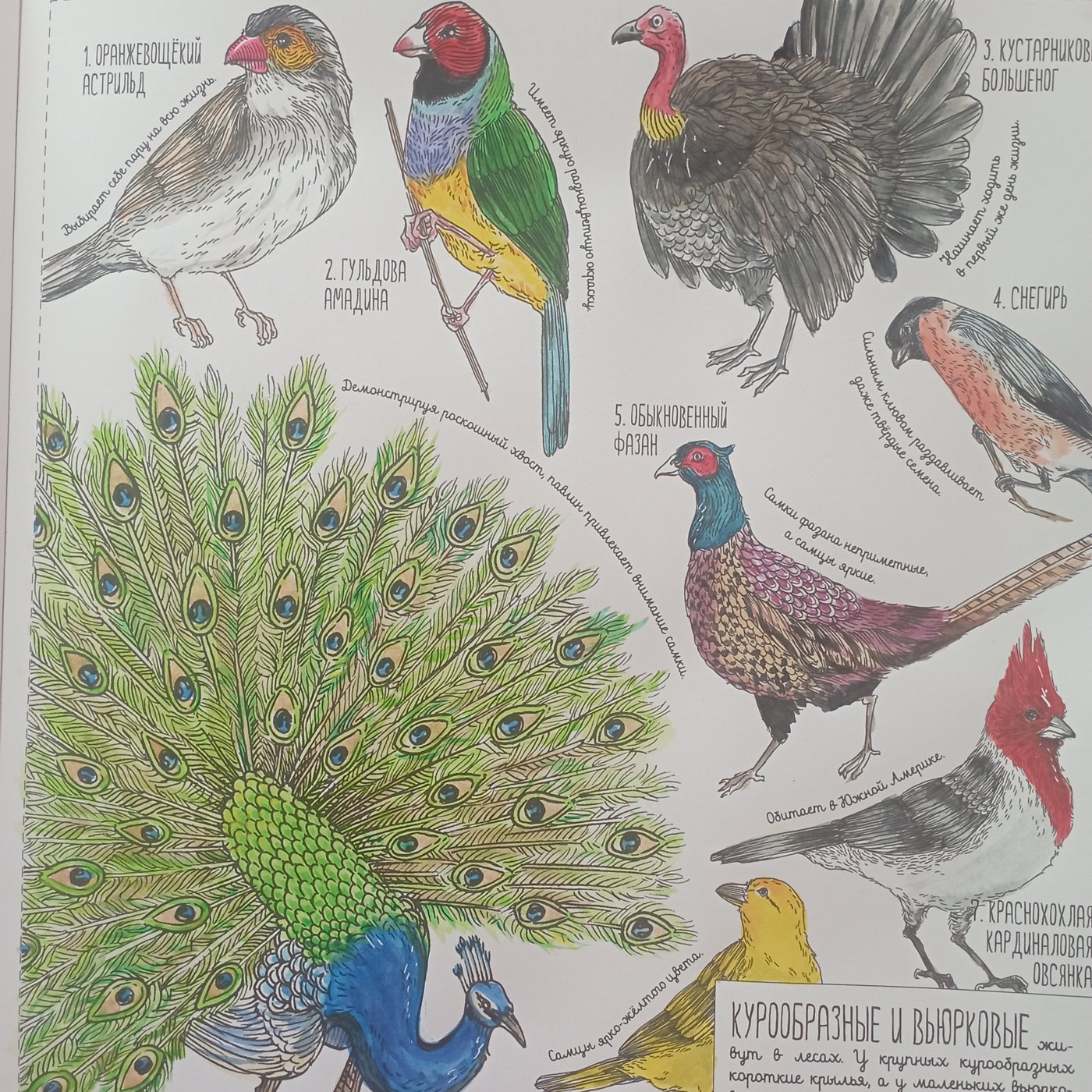 Работа от Nava