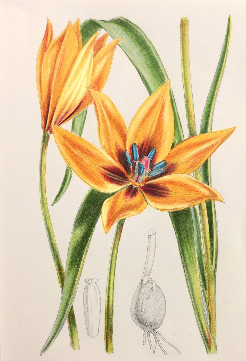 Работа от Anastasia Sakharova