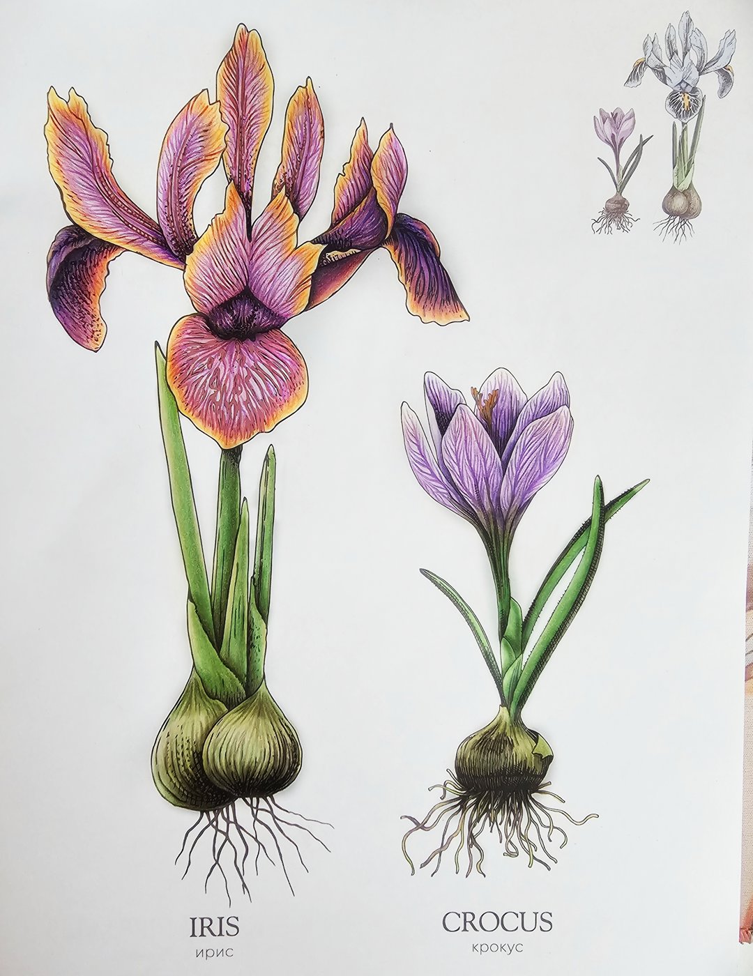 Работа от DanaBlack