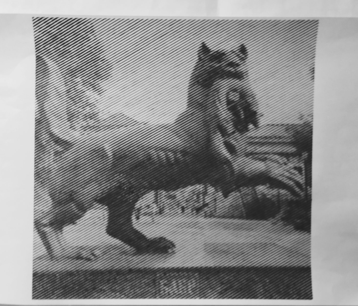 Бабр. Иркутск. от vale-tina