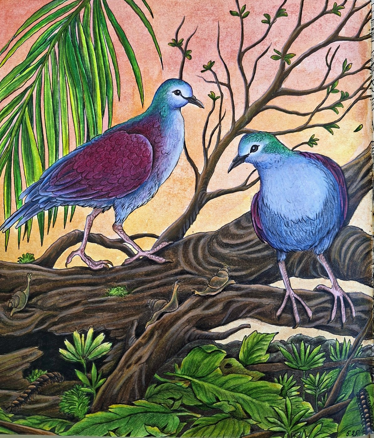 Пурпурноплечий земляной голубь от bazderaa