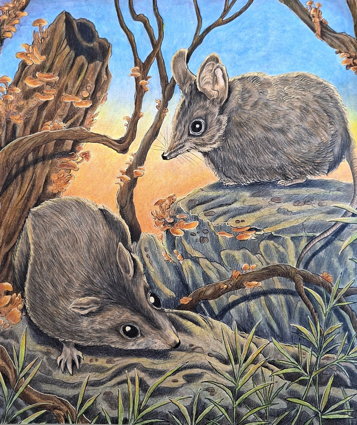 Сумчатая мышь Айткена от bazderaa