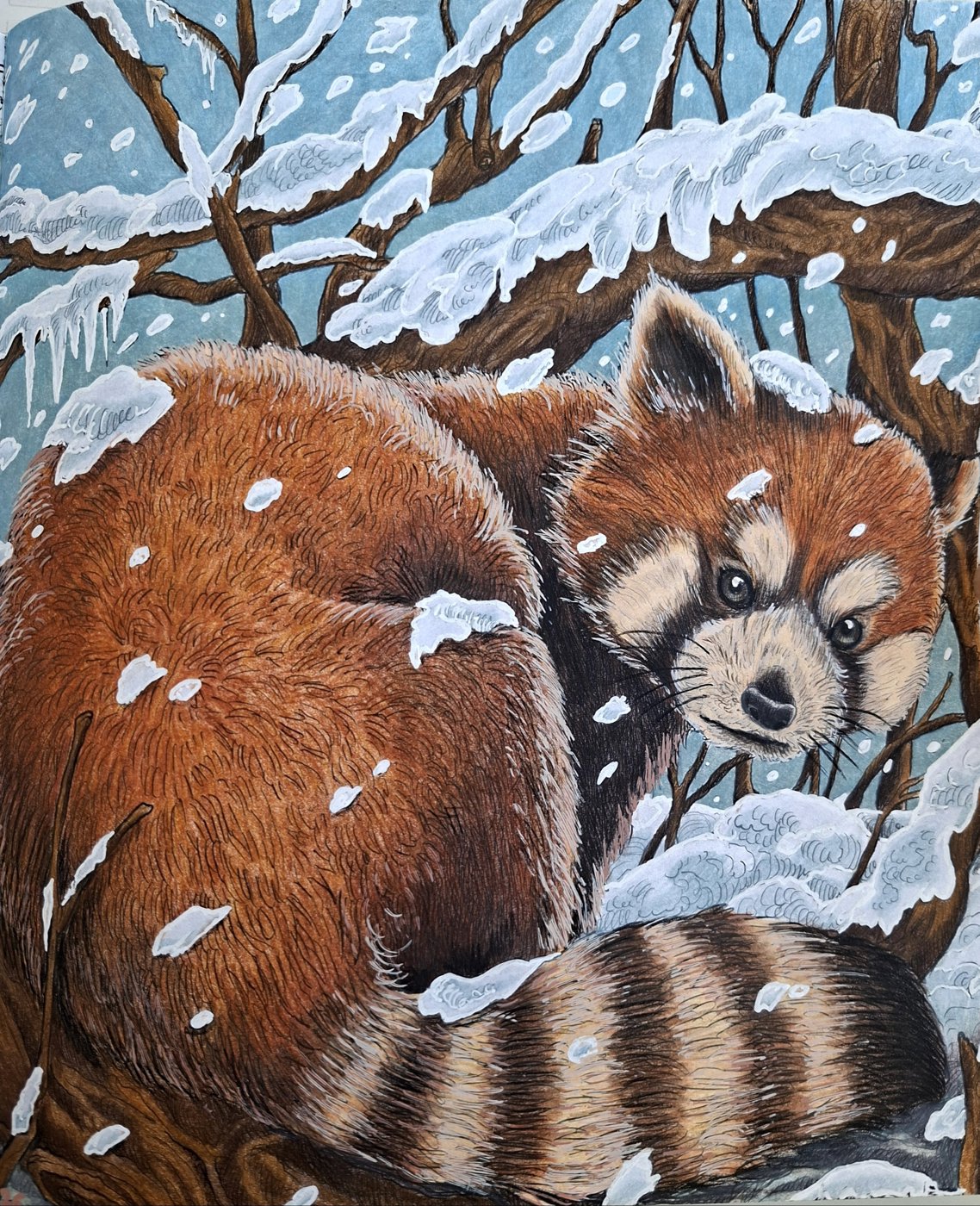 Малая панда от bazderaa