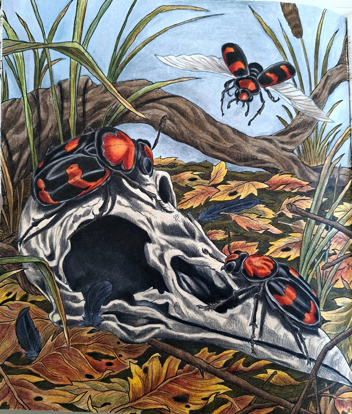 Американский жук-могильщик от bazderaa