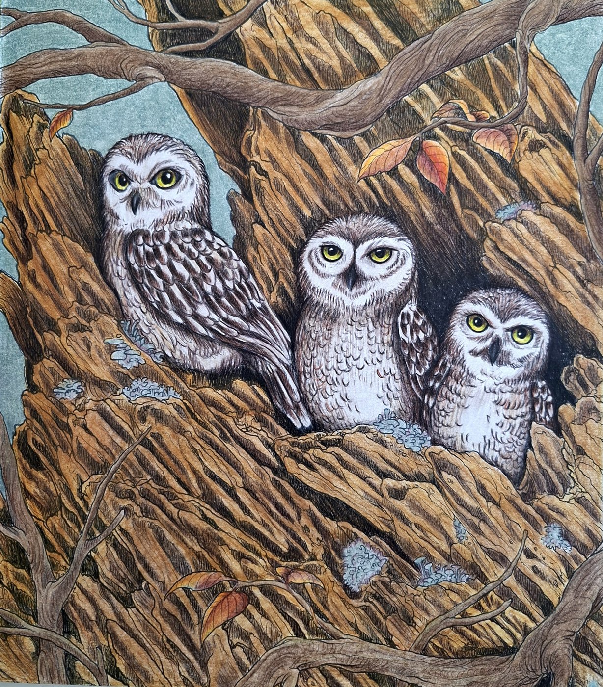 Лесной сыч от bazderaa