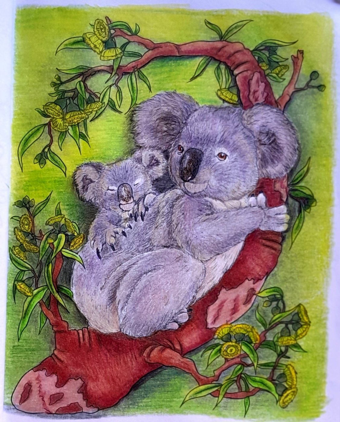 Коалы от AlineD (1/2)
