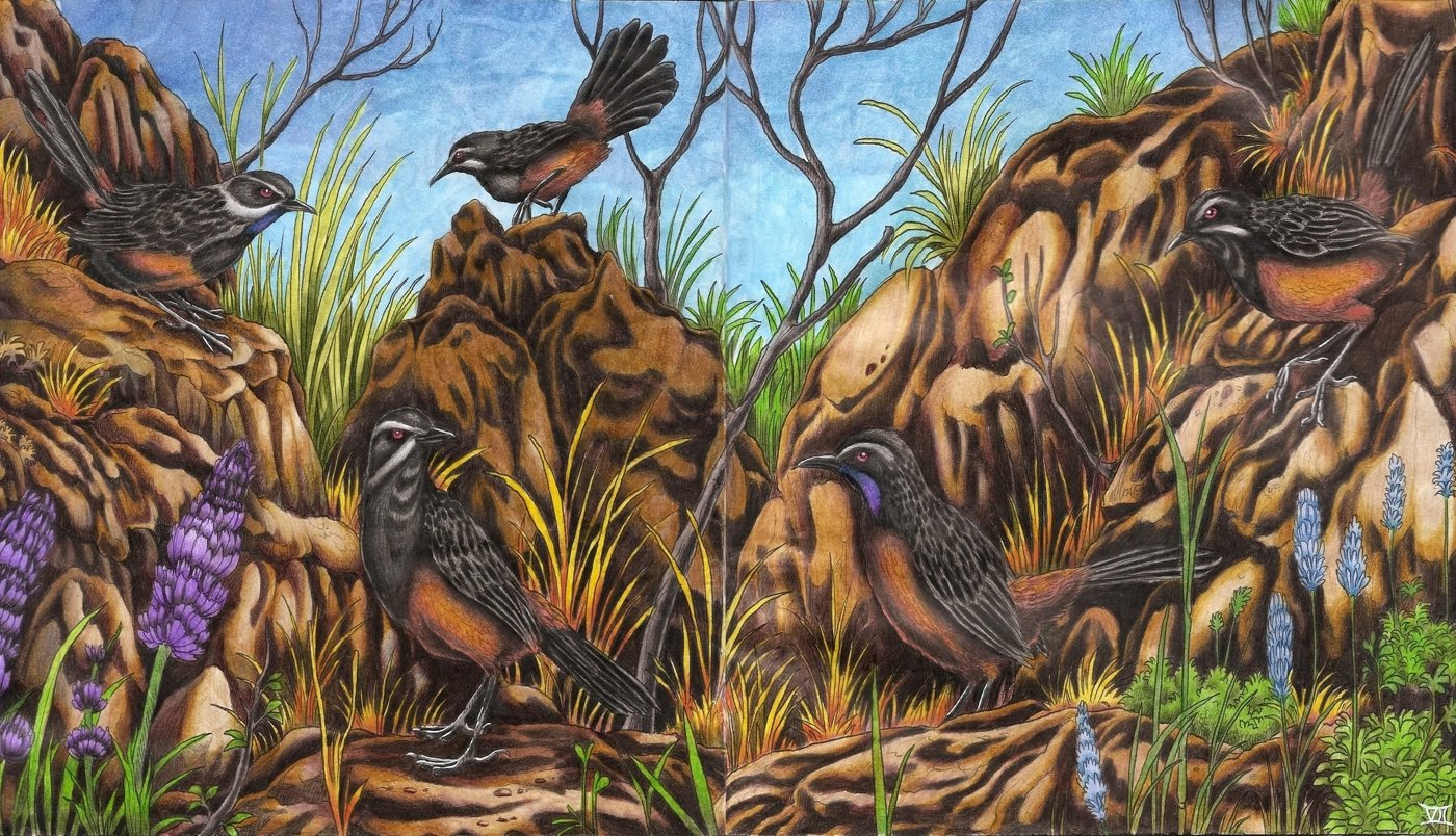 Скальный прыгун от Velle E.