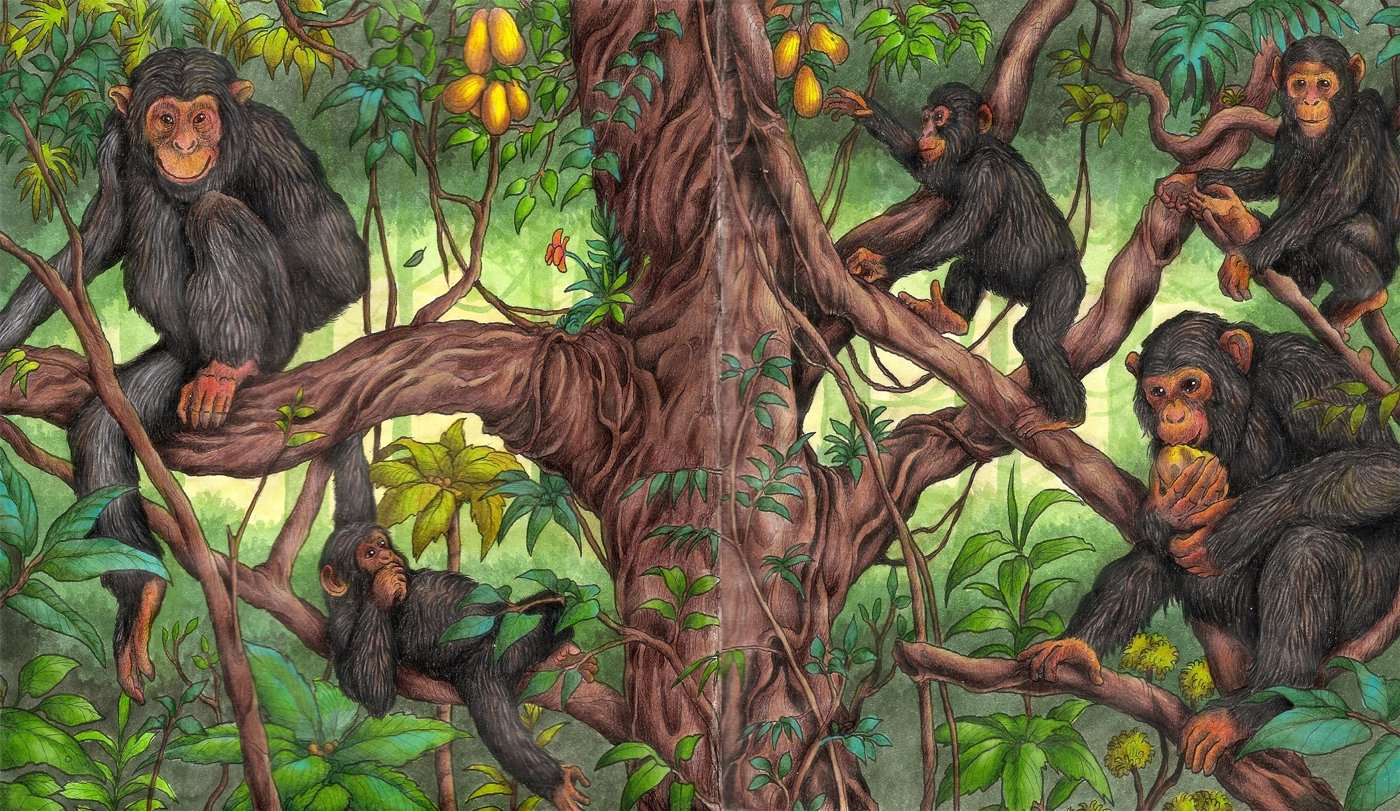 Обыкновенный шимпанзе от Velle E.