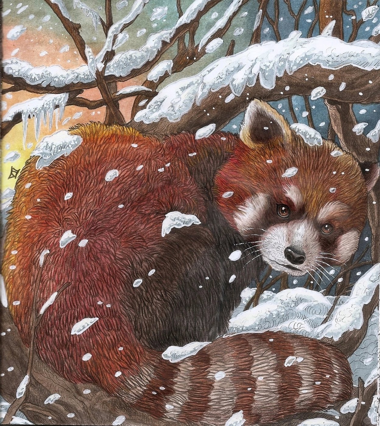 Красная панда от Velle E.