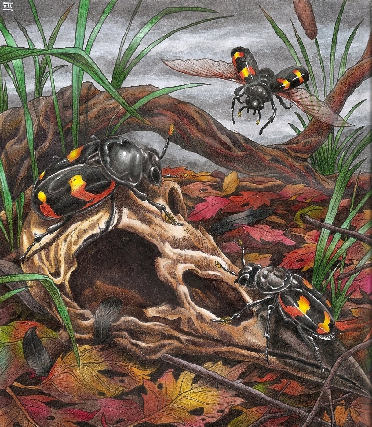 Жук-могильщик от Velle E.