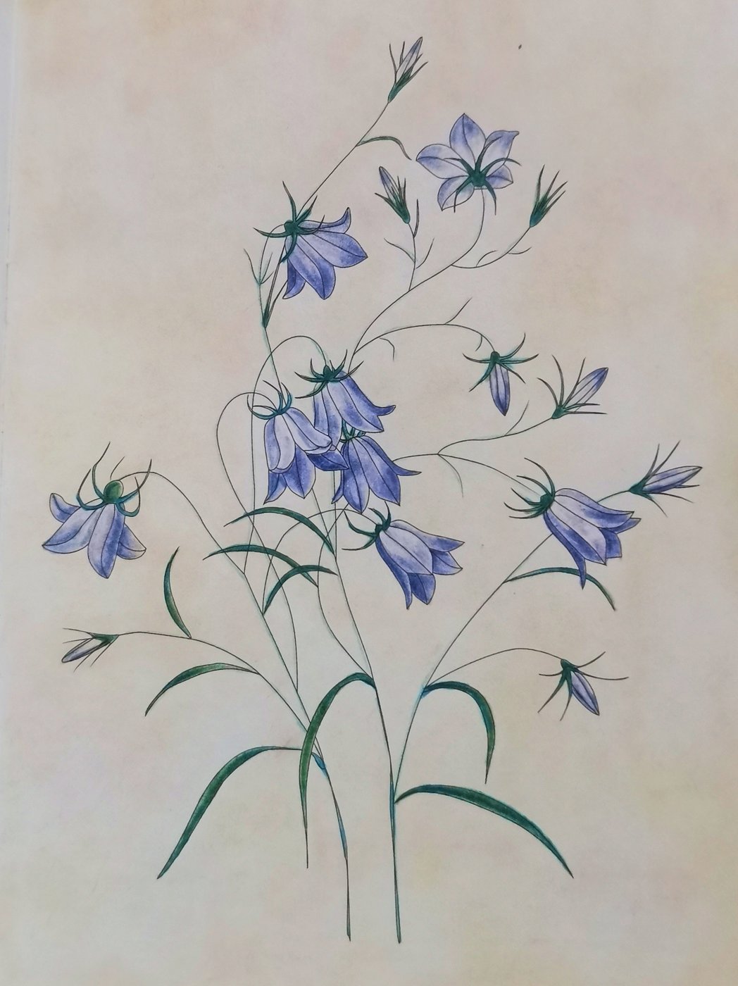 Колокольчик ложечницелистный от procyonna