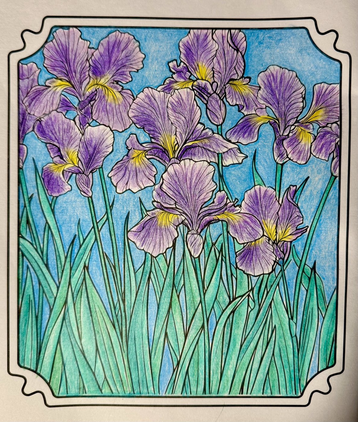 Ирис от Elysa SunTabby