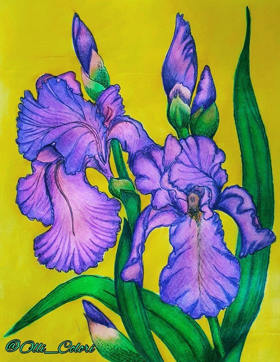 Ирисы от OlliColori
