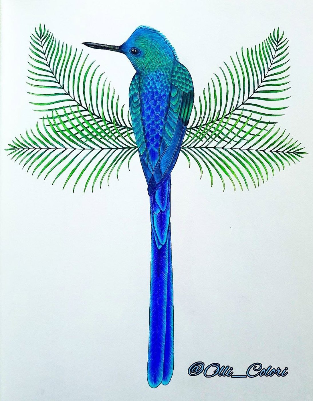 Длиннохвостый сильф от OlliColori