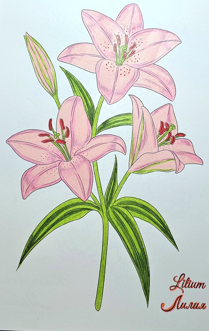 ЛИЛИЯ от ColorFun