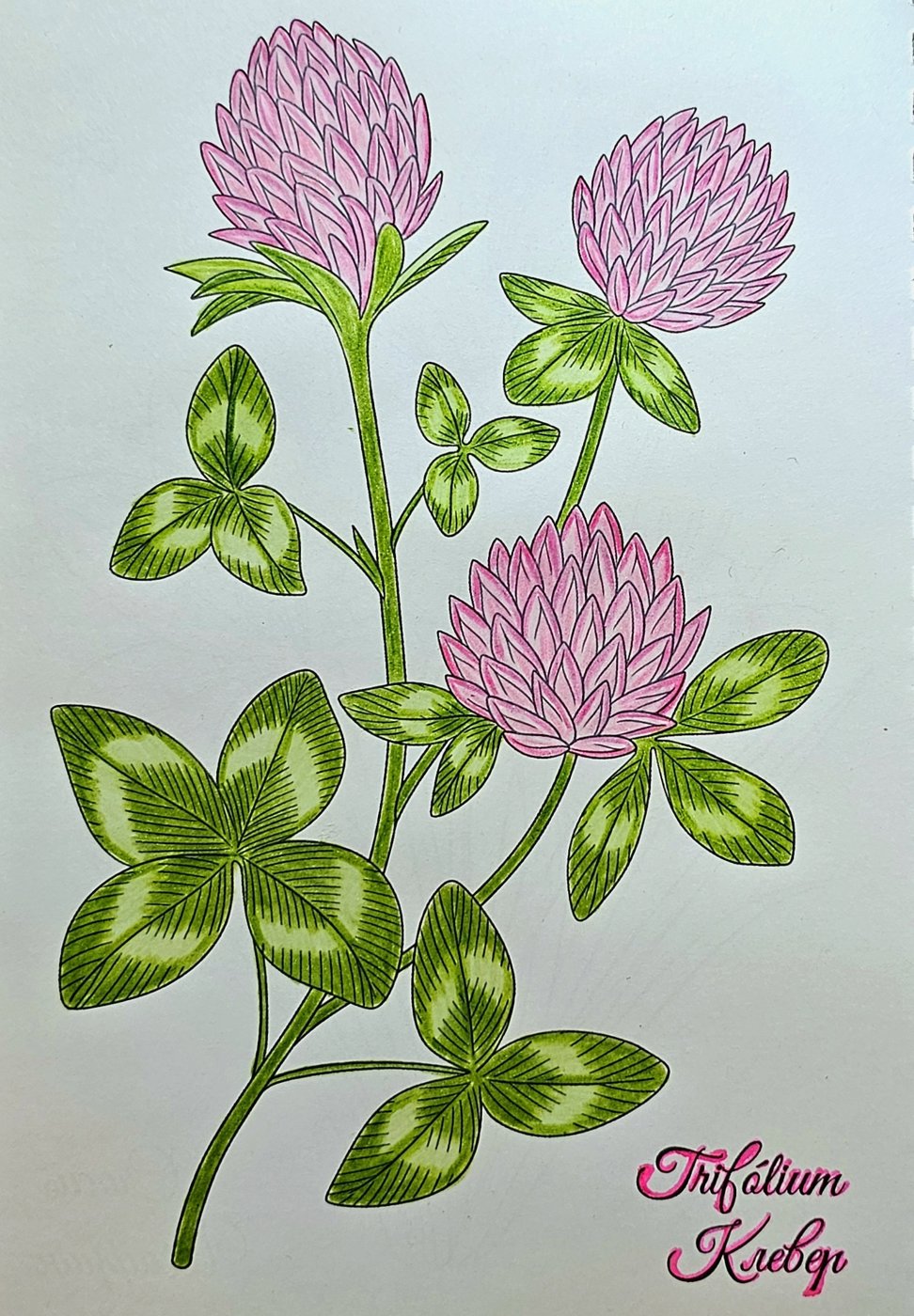 КЛЕВЕР от ColorFun