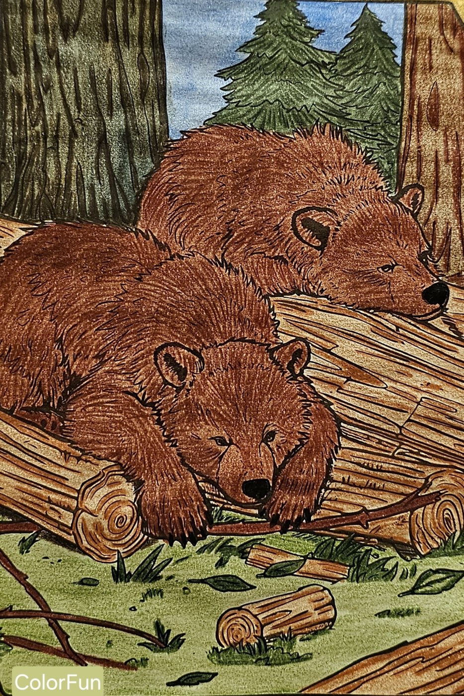 Сибирский бурый медведь от ColorFun