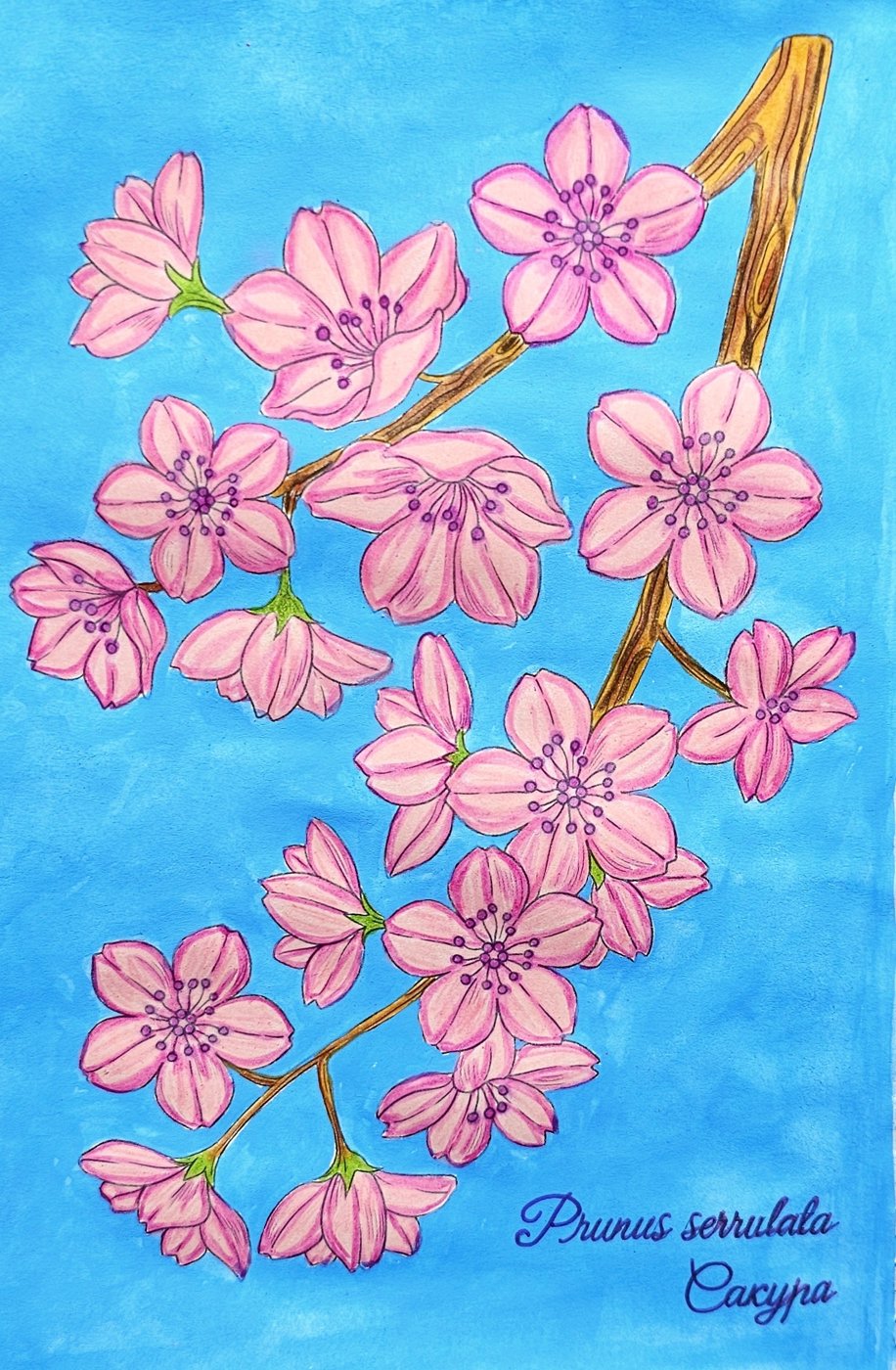 Сакура от ColorFun