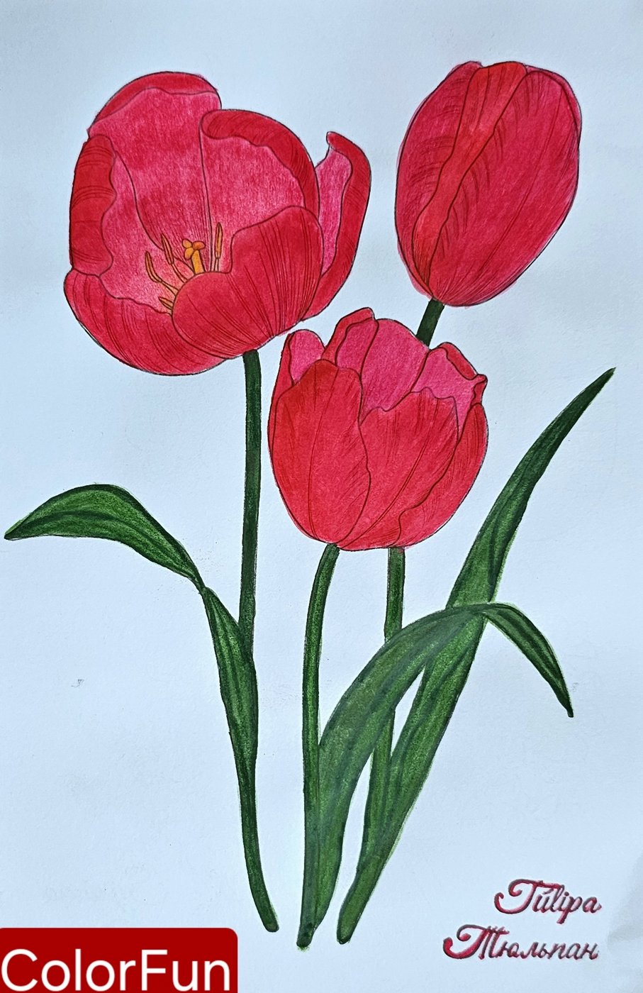 Тюльпан от ColorFun