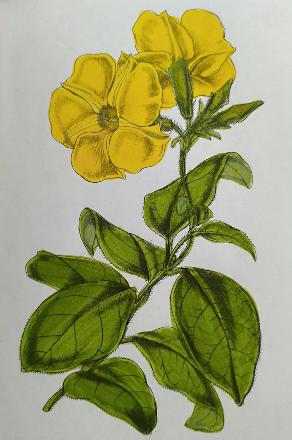 Работа от Лилия Понкратова