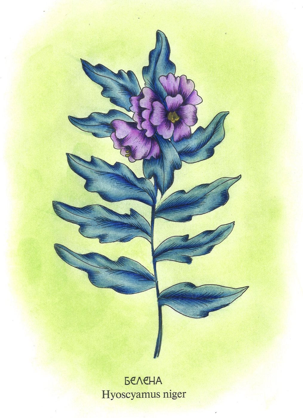 Работа от dashook