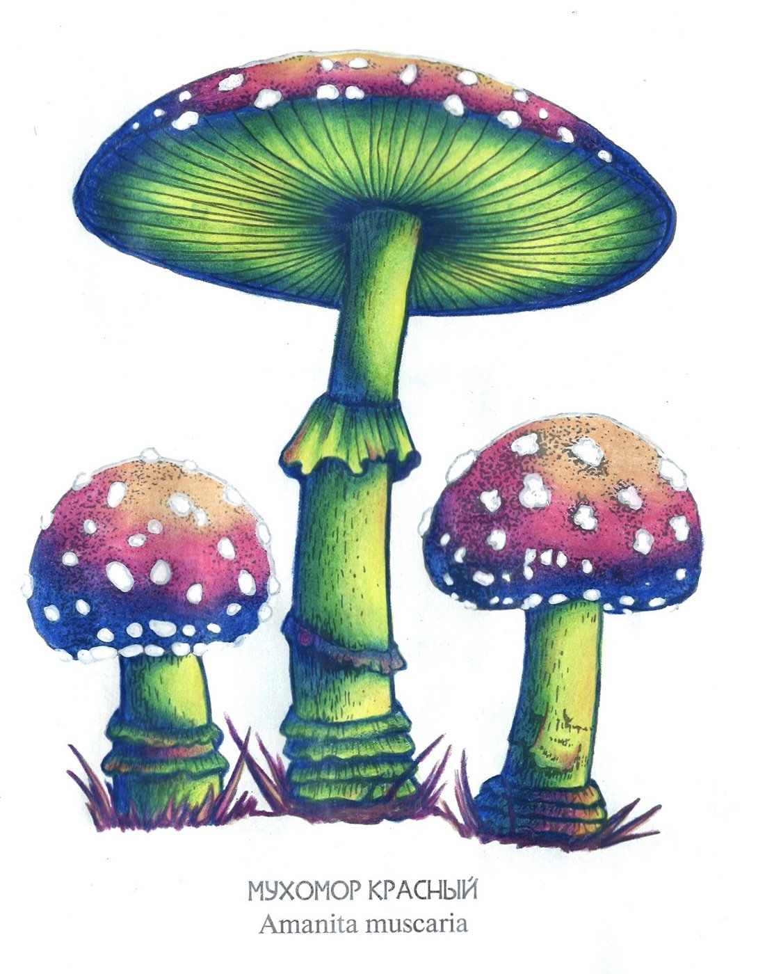 Работа от dashook