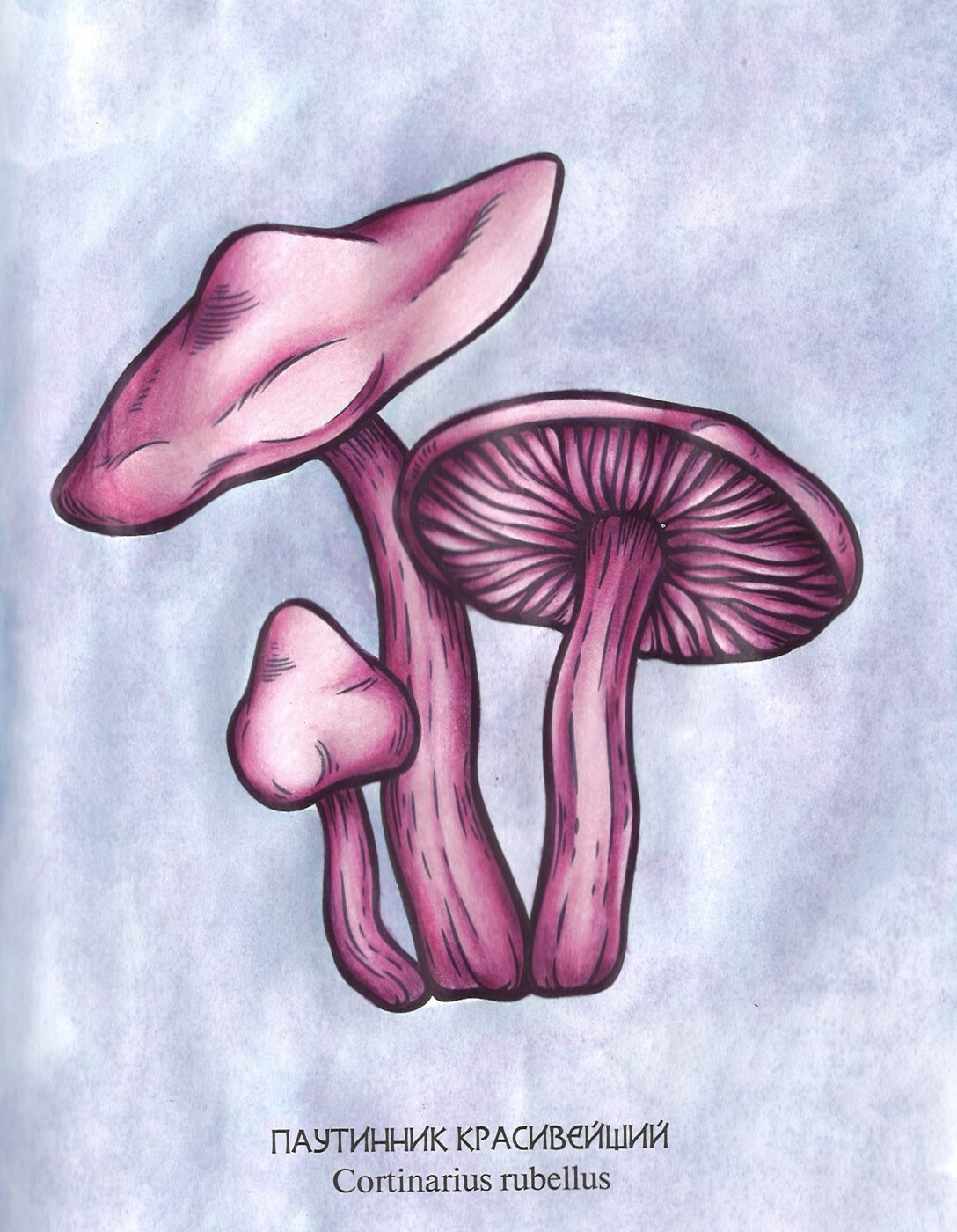 Работа от dashook