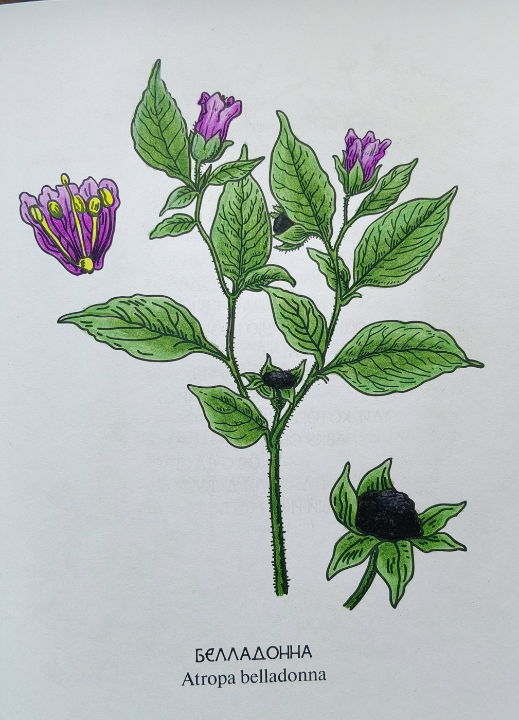 Работа от Alifira