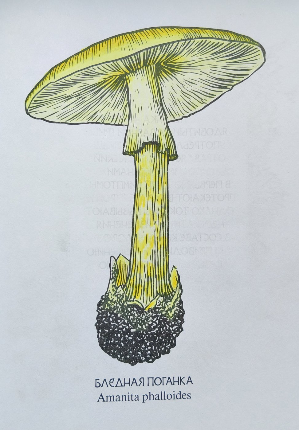 Работа от Alifira